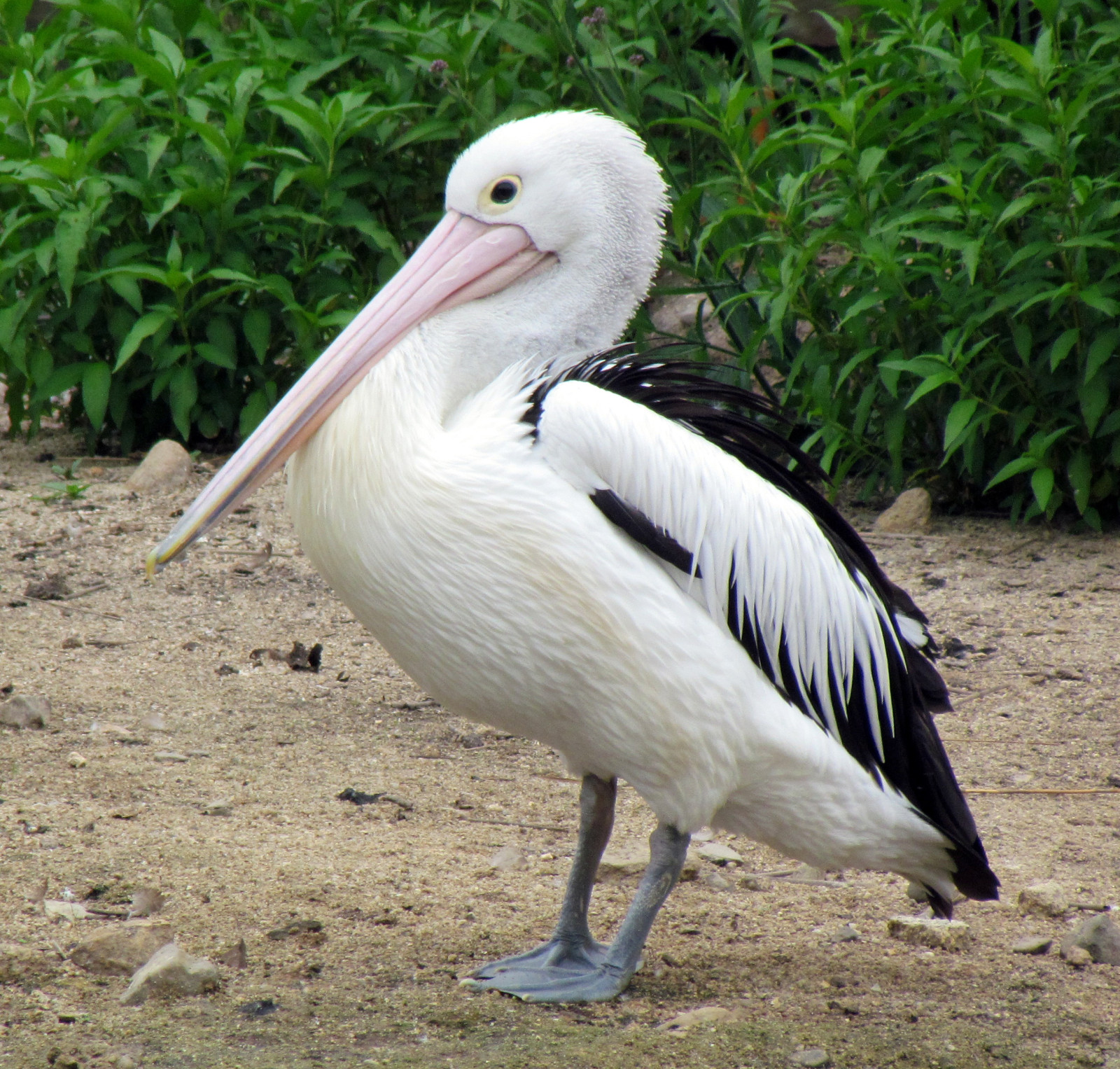 Monkey Mia Birdingplaces